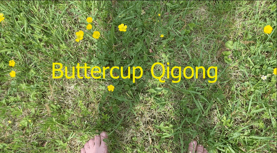 buttercup flowers in grassy yard